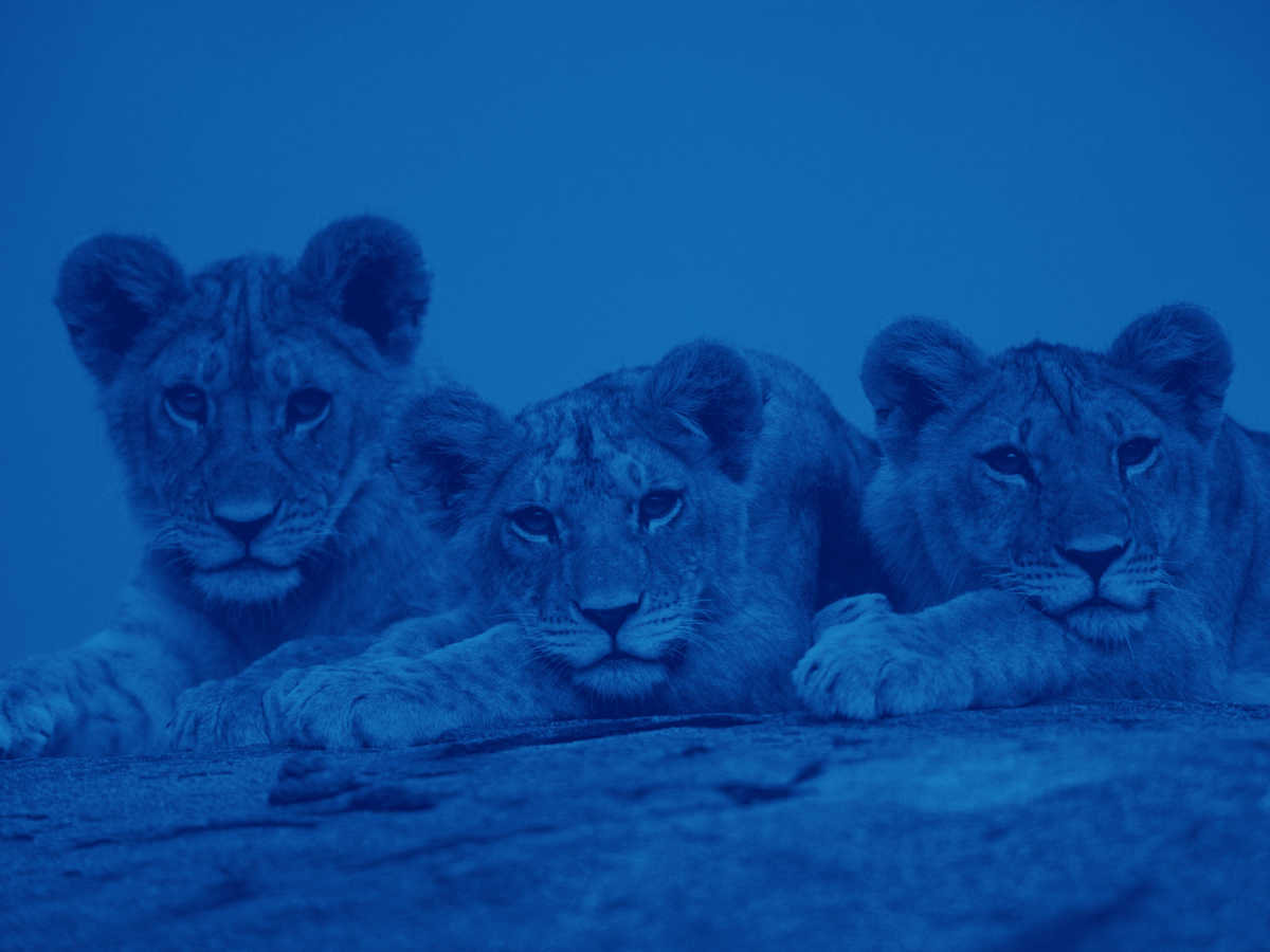 ReaktorNow's tweet photo. Who let the cubs out!? Congrats #NuoretLeijonat for winning the World Championship! #icehockey #Finland #U20fi https://t.co/4za3Zmyqhg