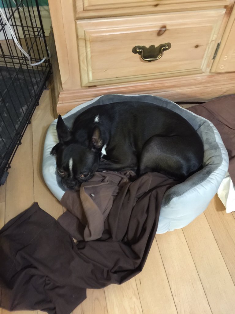 daisy_005's tweet photo. Mommy and Daddy bought me a new bed... It is comfy. 🐶 https://t.co/SsOrDl0MHk