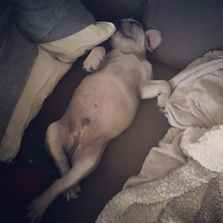 Frenchie_Cute's tweet photo. #lifewithafrenchie 🐶 0️⃣ fks given.. Snoring &amp; all.. 💤💤 #frenchbulldog #frenchie https://t.co/z0T3K8xxup https://t.co/H440z9YRAj
