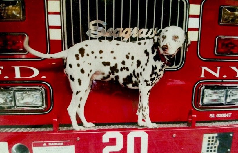 AlexandriaVAPD's tweet image. APD sends thoughts to @FDNY for the loss of their loyal friend, Twenty, gift &amp;amp; companion after 9/11. #Ladder20