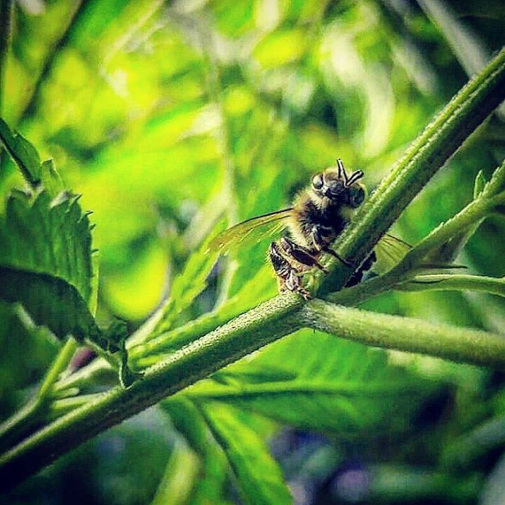 420seedsbank's tweet photo. #savethebees #weneedem #welcomedvisitor #osa28 #OSA28BeefBoyz #slf100clan #420 #420seeds #… https://t.co/wdeClKyaoa https://t.co/d5g5qMAtgN