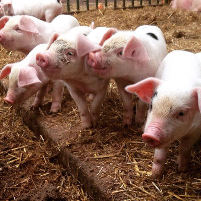 robynnwestcott's tweet photo. @Jess2AM and a really cute collection of piggies ❤️🐷🐽 https://t.co/VXfbcZywMa