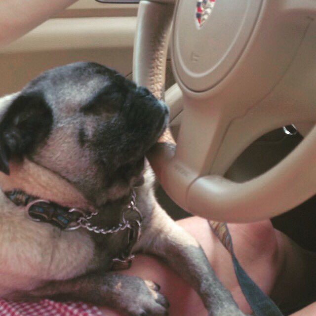 robynnwestcott's tweet photo. @Jess2AM or a pug called Dexter sound asleep on the steering wheel of a Porche https://t.co/X6R2nxeoKR