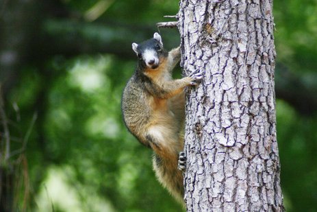 GamoOutdoor's tweet photo. Mike Marsh - Hunt for a white fox squirrel is a lifelong quest - https://t.co/EBYXzjWds0 https://t.co/y5mvLIGLJ8