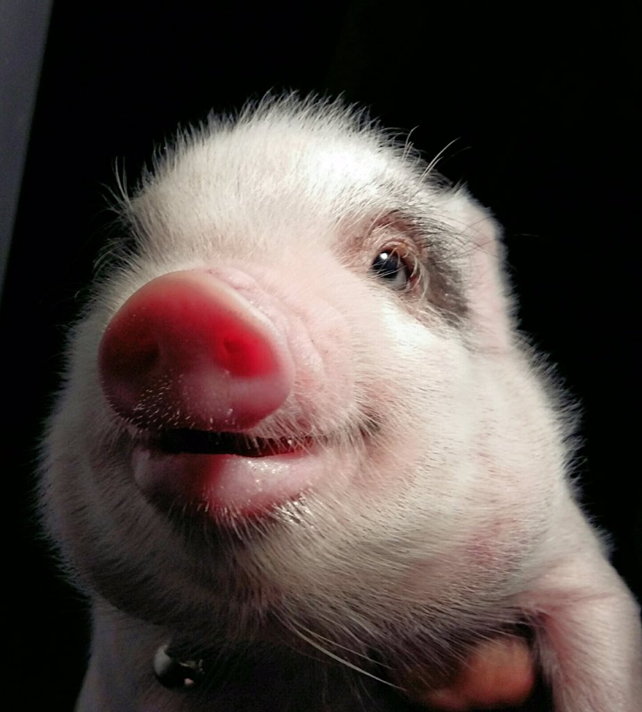 MiniPigsMexico's tweet photo. Sonrisita! https://t.co/pw6NruXxLf