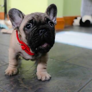 Frenchie_Cute's tweet image. #puppy #8week #frenchie #frenchbulldog findelight.net/frenbull_detai…