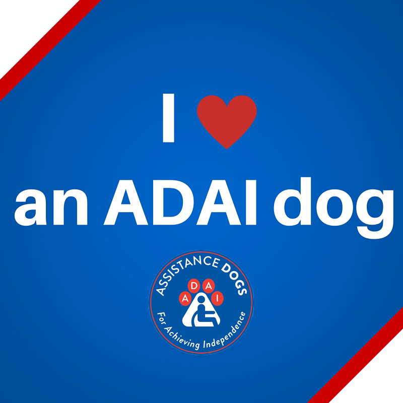 abilitycntr's tweet photo. Retweet if you love an ADAI dog! #assistancedog #servicedog https://t.co/cAEB4aG3PP