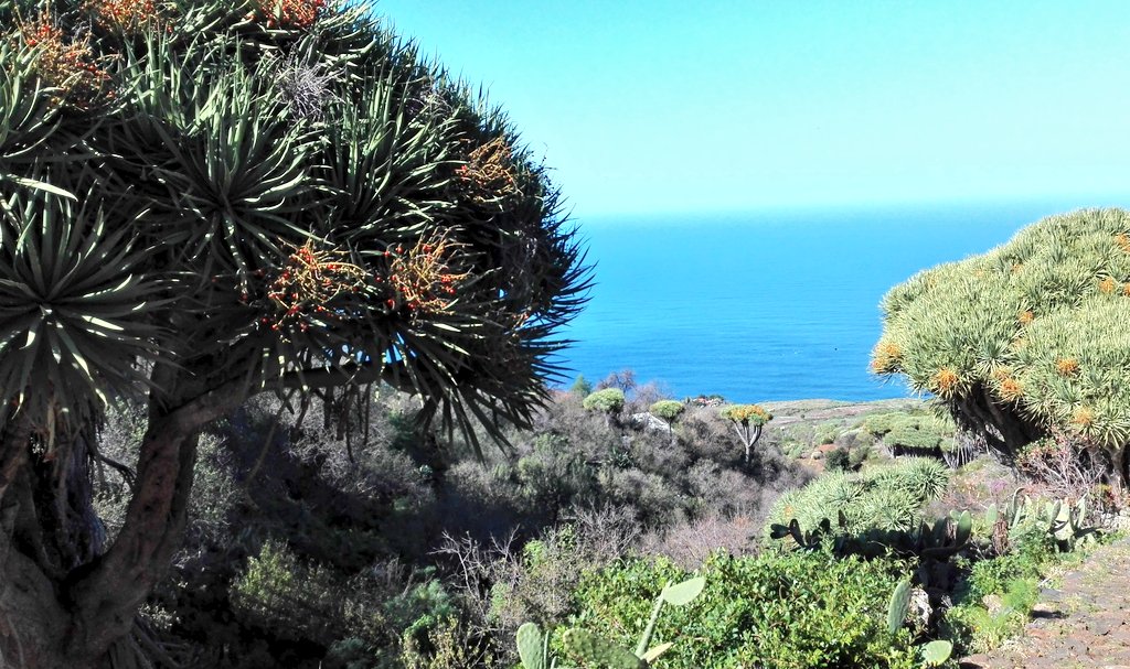 aaronsandrod's tweet photo. #DragonTree
Mind #WorldsNature!
I #dowsed this place located in #universe.
Says #MrAarons. #Rod. https://t.co/uBffuynt4h
