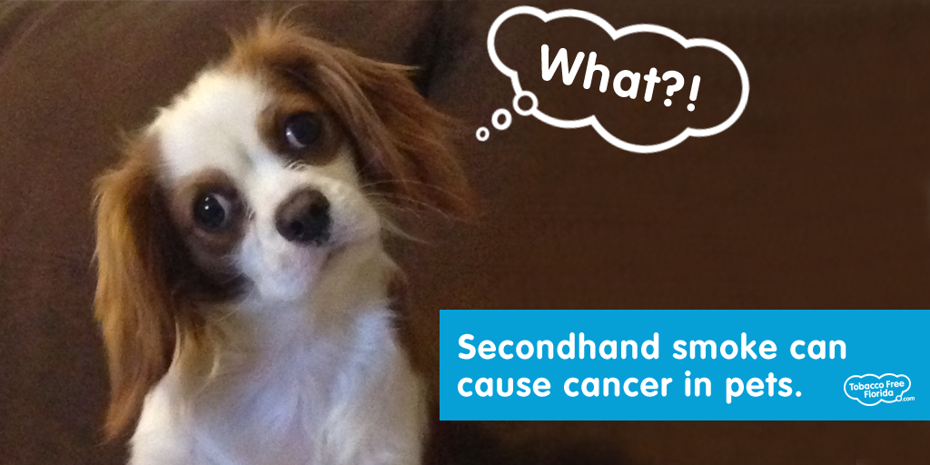 tobaccofreefla's tweet image. Secondhand smoke can cause health problems to you and your pets: dailymail.co.uk/sciencetech/ar….