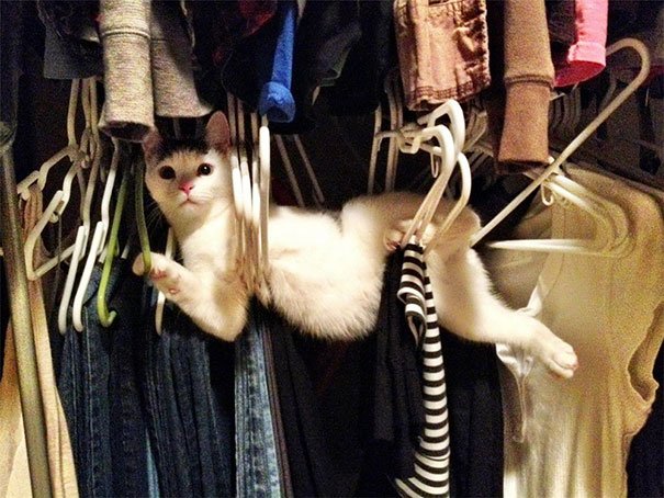 Litter_Kit's tweet image. Just hangin around #LitterKit LitterKit.com #cats #cat #catsoftwitter #cute #kitty