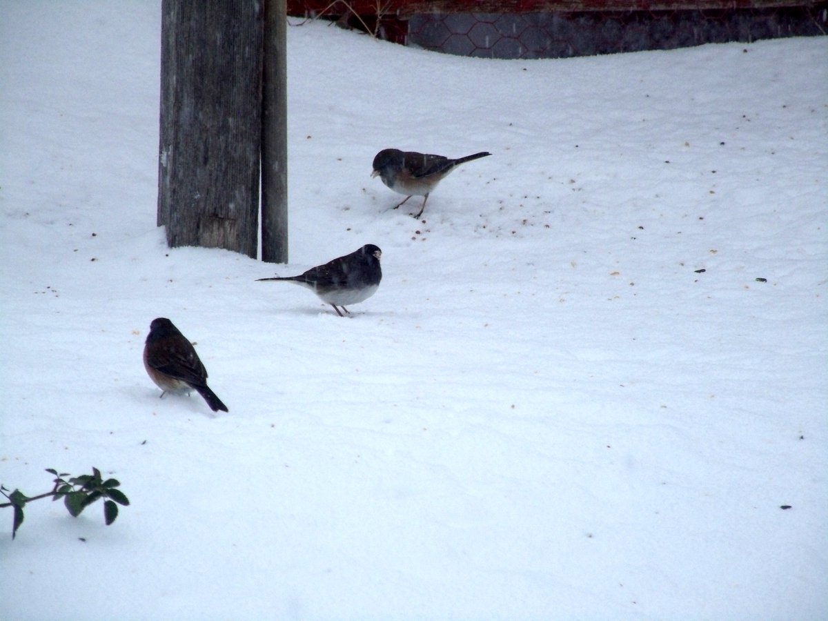 awlasky's tweet photo. Snow On Snow: A Haiku
I'd write happy words,
Cheer weary souls, were my thoughts
Not buried in snow.
#Goliath2015 https://t.co/Oka0qMqGeR