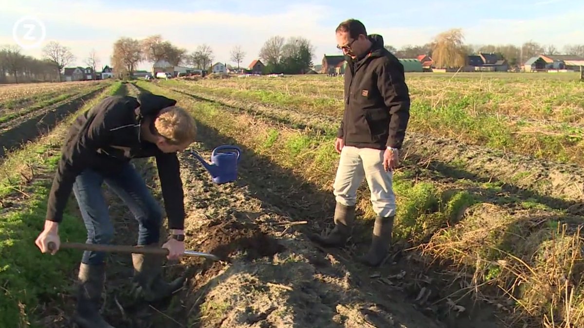 omroepzeeland's tweet photo. VIDEO: Aspergeteler: 'Dit heb ik nog nooit meegemaakt' #asperges
https://t.co/ju7d9UuYAv https://t.co/kU7gnrL8uQ