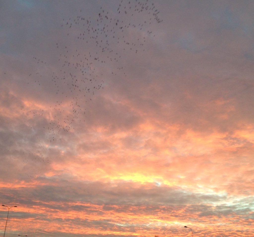 Mooie #december dag. Morgen 8.49 uur de zon weer op #zonopzononder #vogels #weer #sunset