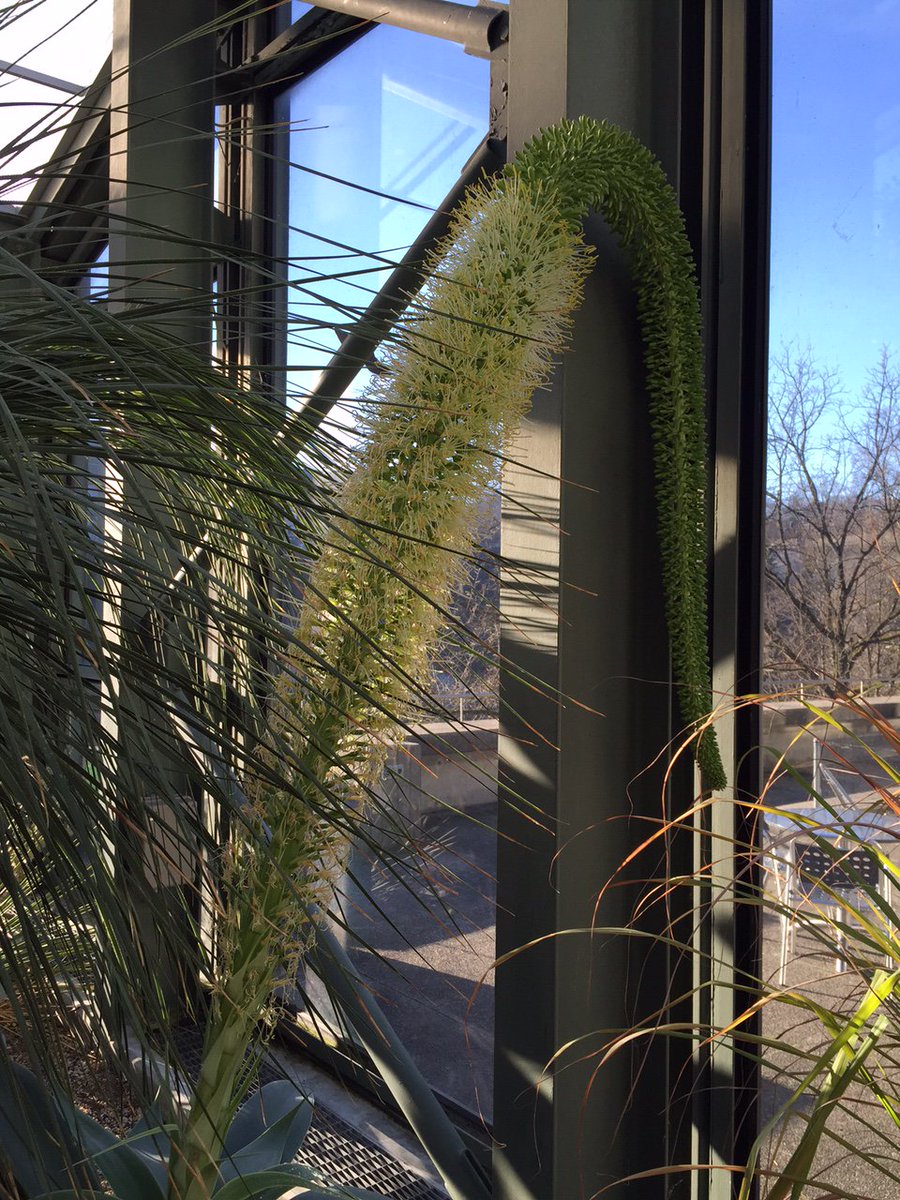 Der #Frühling ist da: Erstmals seit 20 Jahren blüht im Botanischen Garten #Bern die 3 Meter lange Drachenbaum-Agave!