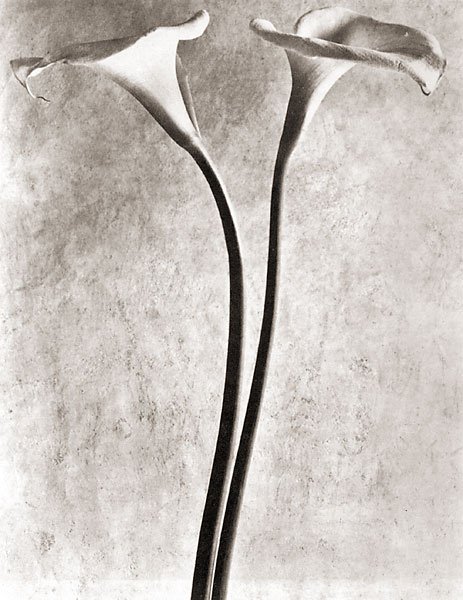 Ci sono sempre fiori per chi li vuole vedere. H.Matisse. Calla lilies. Photo Tina Modotti.