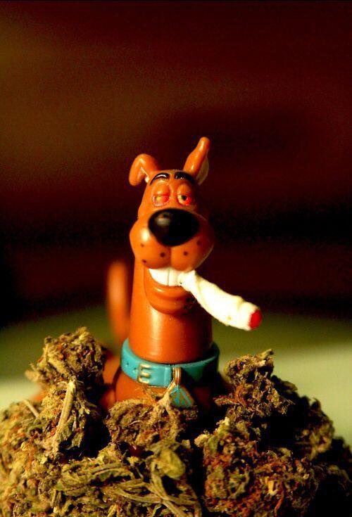 #Scooby "#Dubie" Doo lol love this dog #weed #stonerdog.
