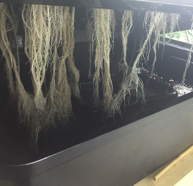 BiofloralUSA's tweet photo. This is why we love #clonex. 10 day old #clones ready for transplant thanks to Clonex! #hydroponics #clonexmist https://t.co/dEok6t8CBl