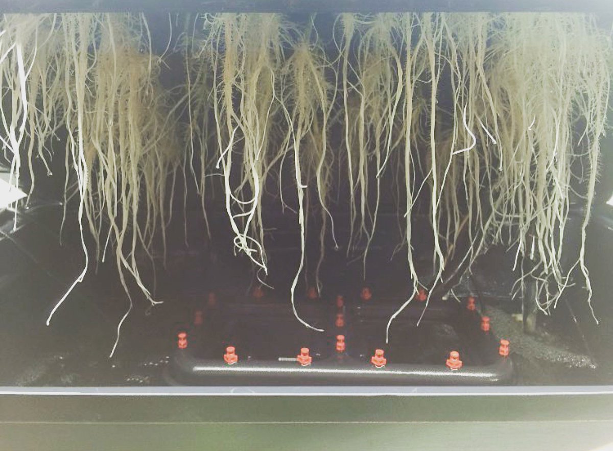 BiofloralUSA's tweet photo. This is why we love #clonex. 10 day old #clones ready for transplant thanks to Clonex! #hydroponics #clonexmist https://t.co/dEok6t8CBl