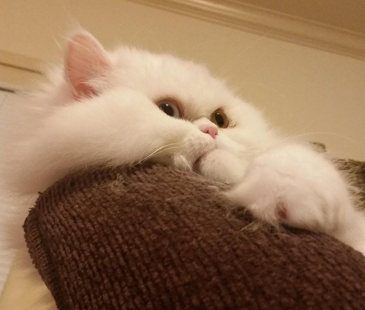 Meowtel's tweet photo. uhhheeggghghhhh 2016 resolution uhehegghhhgh ...grump more! #cats #cattitude #tech #catstartup https://t.co/Z4UkN0YB4i