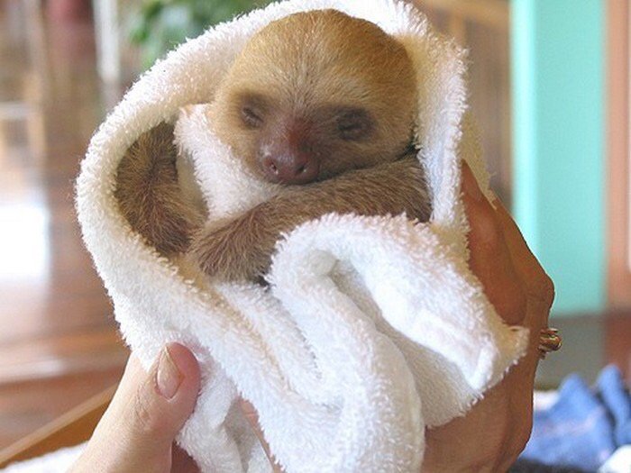blanketanimals's tweet photo. https://t.co/pmdzMawmGE