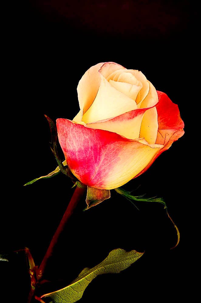 Embedded image permalink