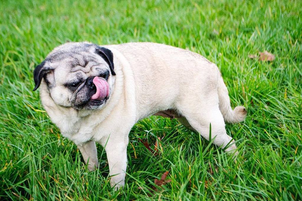 Puglee_Pug's tweet photo. The talent (aka me) is in need of more @milkbone #dogtreats - Hurry up & serve me, my hooman slaves! Thx.
#pugmode… https://t.co/GvCO5L37E3