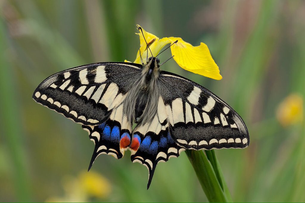 Team4Nature's tweet photo. Please SUPPORT thunderclap to give #nature a great start to 2016! https://t.co/MEpg946Oba #HappyNewYearNature plz RT https://t.co/QhlgbCJSWW