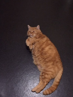 FurFame's tweet photo. Meet Bear - son of Delila! Send your pet photos info@furfame.com and share with the world! https://t.co/Fzoogbc90L https://t.co/MJh2vauSW5