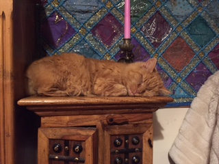 FurFame's tweet photo. Meet Delila Ginger Maine-Coon! Send your pet photos info@furfame.com share with the world! https://t.co/Fzoogbc90L https://t.co/xRRy9mkDae