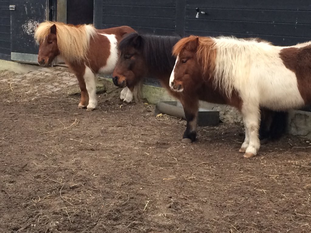 taycooper13's tweet photo. Danish relatives of #LilSebastion 🐴 #ParksandRec #5000candlesinthewind https://t.co/qfR8j0X1RT