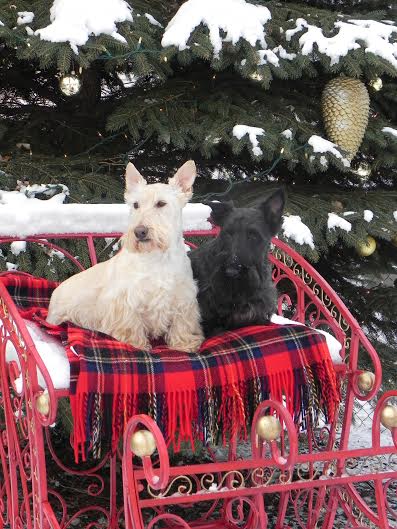 bHamiltonDesign's tweet image. Happy Holidays!