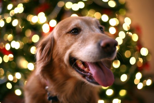 Did you enjoy the holidays? This guy certainly did!  #TongueOutTuesday