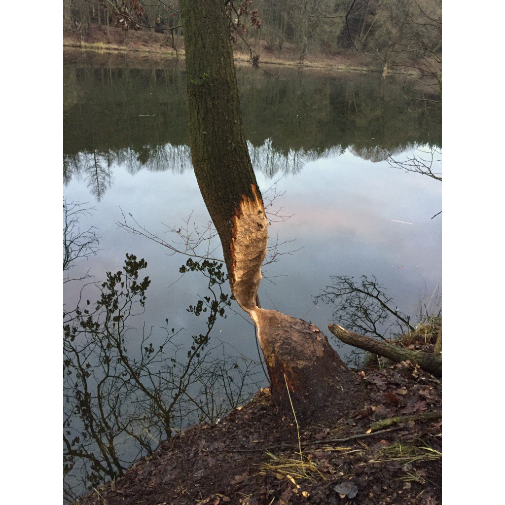 JanShimek's tweet photo. #beaver #gnawed #tree #teeth #chewed #teethmarks #czech #nature #bobr #okousany #strom #zuby #ožvýkané #cesko https://t.co/RnShMRkTpF