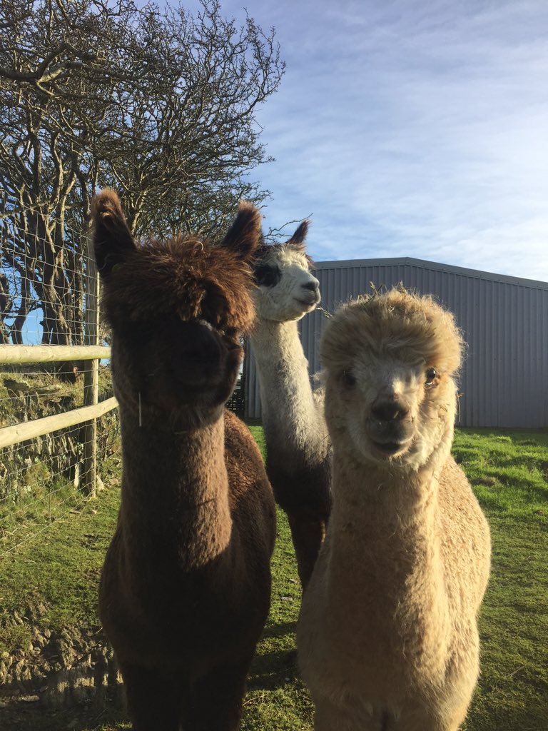 Dan84Hunter's tweet photo. #alpacas #woolacombe #mullacote https://t.co/0V14Hz3hjh