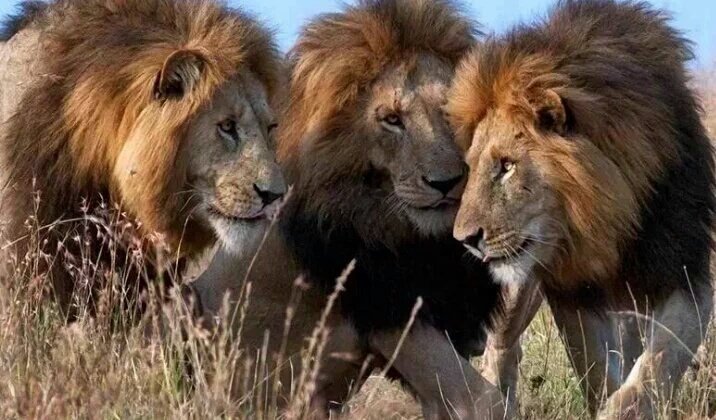 PeterNgilaM's tweet photo. #GainWithXtianDela #GainWithEveryone #GainWithPeterNgilaM
#GainWithAdamMaina
@emmanuelobi476 @Maarmanzoe @kedode https://t.co/H4pqckz8xe