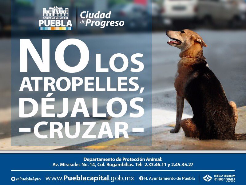 Para ti es solo un minuto, para ellos es toda su vida! DIFUNDE y COMPARTE <a href="/Maria_LeonPL/">Maria León</a> #Puebla