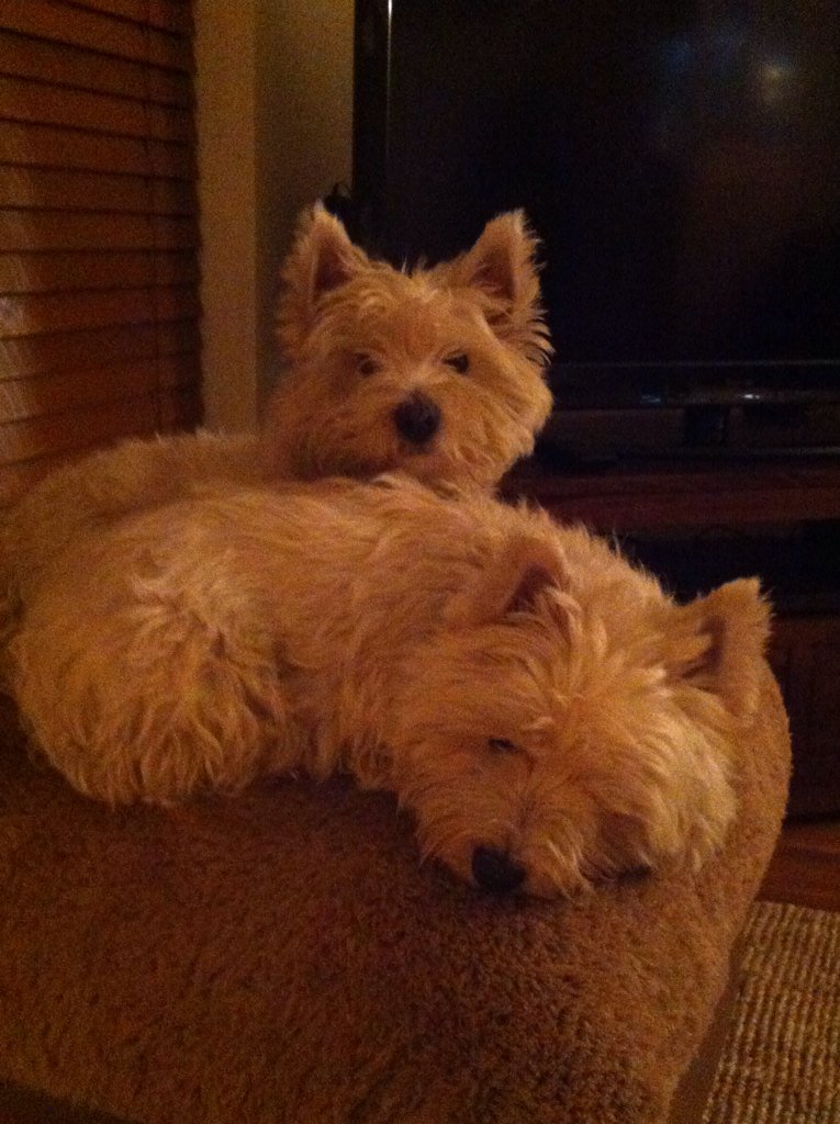 MaisieandMaude's tweet photo. Evening folk. Mum went bak werk place fing today, so normal service resumed. Mester next door on butler service🐶🐶❤️👴 https://t.co/t5AMHSTyLg