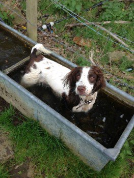 millypod1's tweet photo. #Lost English Springer Spaniel Female #YearsleyWoods #Yearsley #York #NorthYorkshire #YO61 https://t.co/O3rnqUVOn8 https://t.co/9YKjL08ewr
