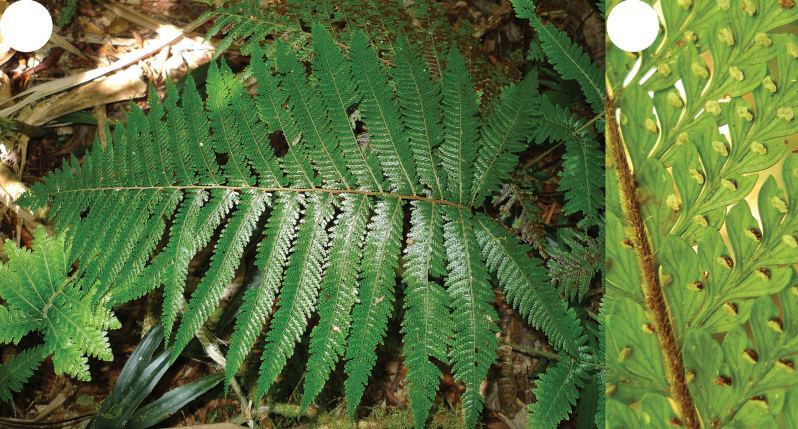 LeonPerrie's tweet photo. New Caledonia's Oenotrichia falls within Dennstaedtia. Dennstaedtiaceae #ferns #phylogeny https://t.co/gcdrz7THL3 https://t.co/dJwdYHXZgG