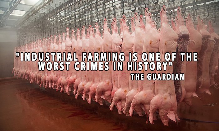 _AnimalAdvocate's tweet photo. 153,000,000 A DAY
Trying to imagine the scale of #animal horror
is like trying to imagine the scale of the #universe https://t.co/ddt0SggtHO