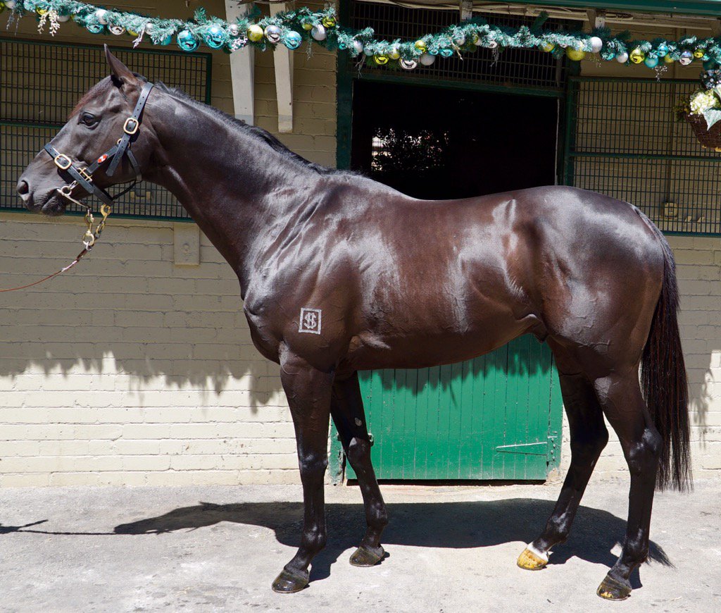 The mighty Excess Knowledge has returned from his spell and looks a million dollars 😍👏🏼🐎