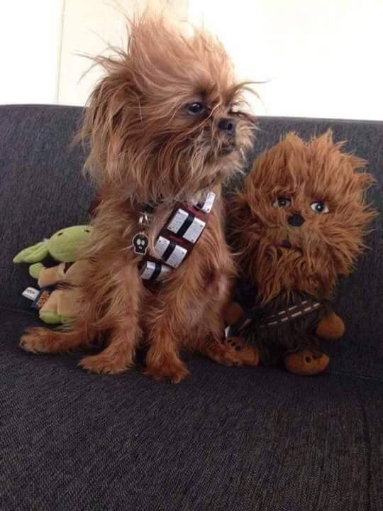 RobbieMarcin's tweet photo. #MachiniBloggers con #RollyMachini después de ver #StarWars  feliz año nuevo 2016 https://t.co/598Bavkunv