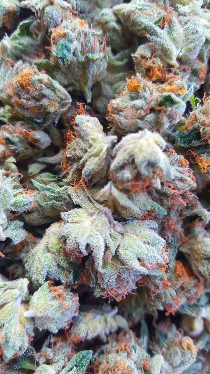 420Reviewer's tweet photo. #orangehillthai #bestweedever #killerweed #sativa #highasfuk #cannabis #Thc #indoorgrown #seventen #goodpot #smokeit https://t.co/9fHTeUhbNj