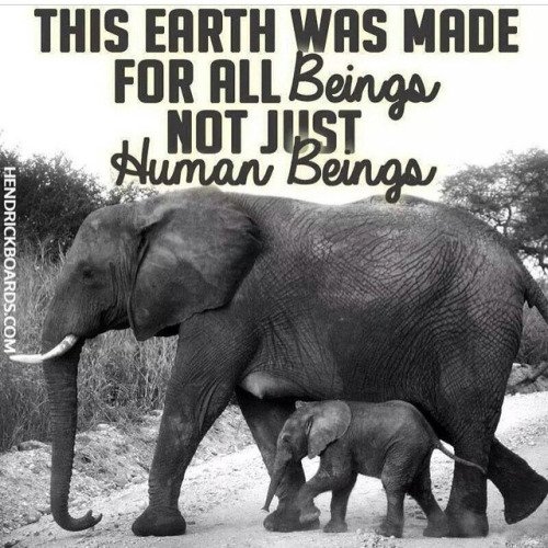 LAfunnyzoo's tweet photo. #Conservation #wilfelifeconservation #funnyzoousa #comingsoon2016 https://t.co/LizSvObUqd