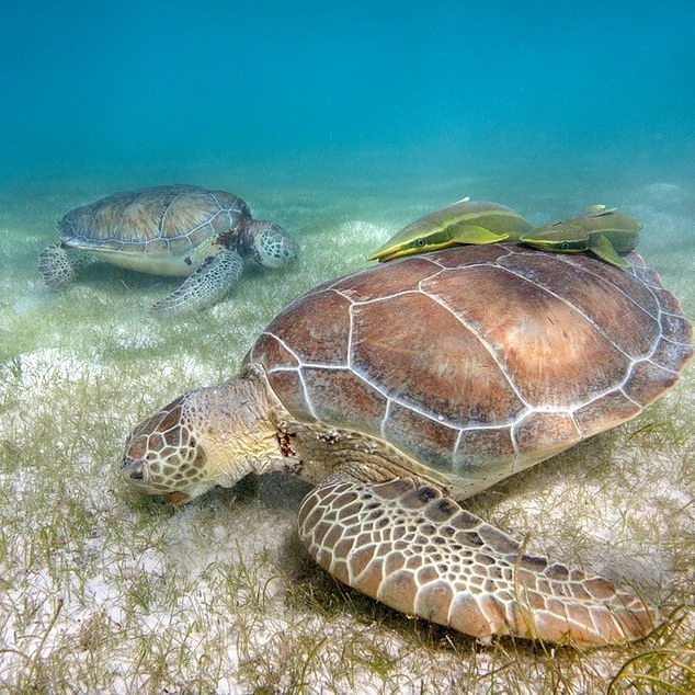 yucatango's tweet photo. Look at those free loading sharks catching a ride on that sea turtle. #Caribbean #Cancun #… https://t.co/dpu2yxONLi https://t.co/9vQsRd4kVg