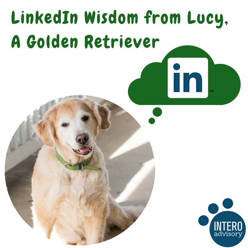 LinkedIn Wisdom from Lucy, A Golden Retriever bit.ly/1mgOqAn
