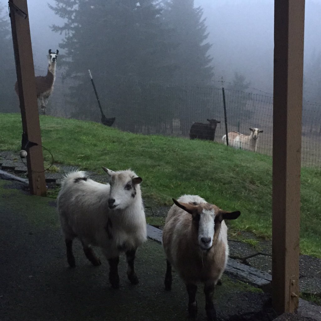 kayla_faye1417's tweet photo. They escape every day. #guilty #goatdrama #notafarmgirl https://t.co/ujqcbYfOOr