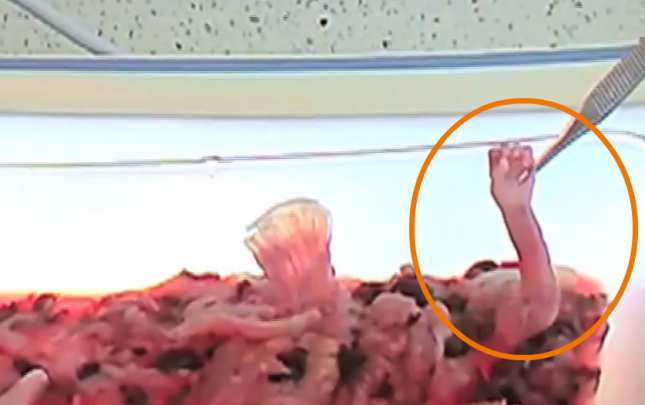 Embedded image permalink