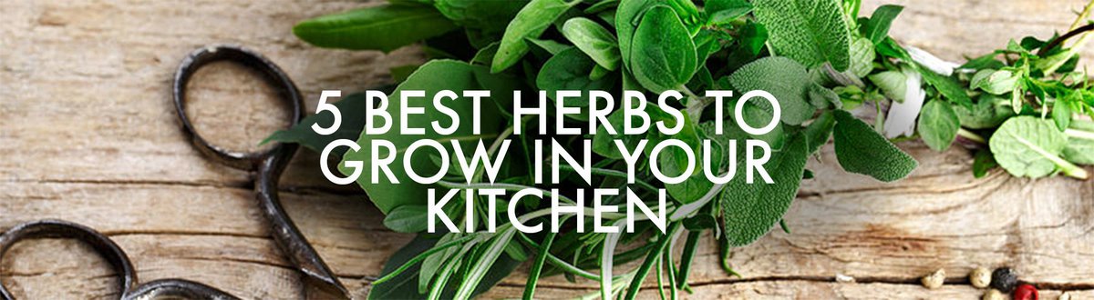 SayRahBlog's tweet image. 5 Best Herbs to Grow in Your Kitchen: for #beginners #herbs #sayrah say-rah.com/best-herbs-to-…