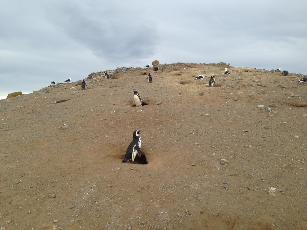 Rutamagallanico's tweet image. #penguim @felipeviel @ferurre @MissWorldChile @fdo_godoy @gonzalofeito @felipeharboe @FernandoAgustin @fbulnes #puq